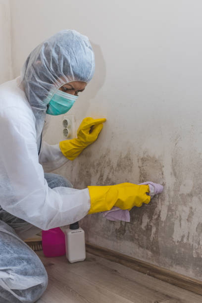 Environmental Consulting for Mold Prevention in St Marys, OH