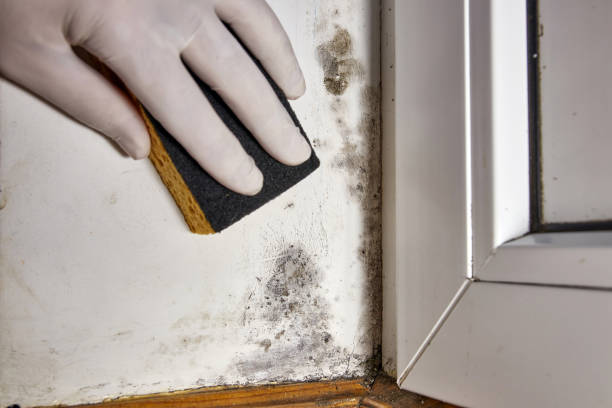Best Forensic Mold Investigation  in St Marys, OH